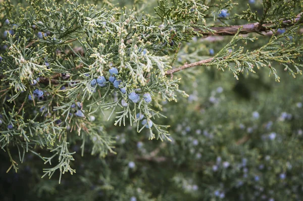 주니퍼 부시나 히말라야 주니퍼는 정원에 상록수 관목은 파란색 밀집된 잎으로 — 스톡 사진
