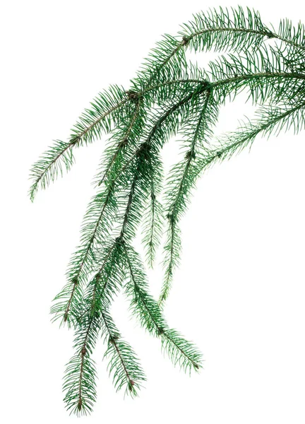 Borové Větve Jedlová Zeleň Zelené Větve Vánočního Stromku Izolované Pro — Stock fotografie
