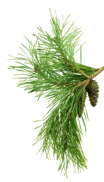 Green Branch Pine Tree Cones Christmas Tree Branches Coniferous Tree — Stock Photo, Image