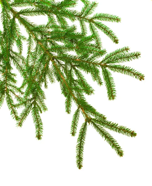 Fragrant Branches Evergreens Seasonal Decor Invitations Banners Sales Advertisements Etc — Stock Photo, Image