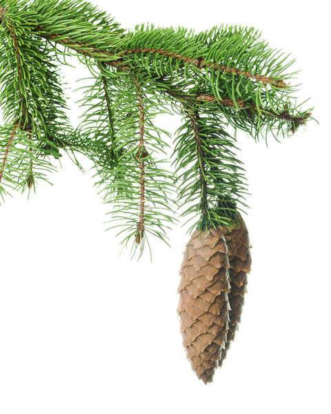 Pine branches and cones.  Long green fir branches. Isolated. For decor and decorations of invitations,advertising and sale. Also for New Year holidays and Christmas garlands and wreaths.