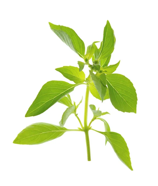 Folhas Manjericão Verde Isolado Sem Sombra Erva White Culinary Usado — Fotografia de Stock