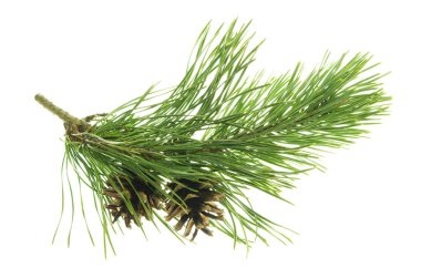 Spruce Twigs. Kozalaklı Ağacın Yeşil İğne Dalı. Kozalaklı fidan dalı. Noel ağacının yeşil dalı. İzole edilmiş. Şölen dekoru. Doğa ayrıntılarda gizlidir. Konili Noel ağacı. Çam.