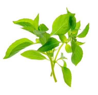 Taze yeşil fesleğen otu. Gölgesi olmadan izole edilmiş. Beyaz arka planda izole edilmiş taze fesleğen yaprakları. Yeşil fesleğen çalısı. 