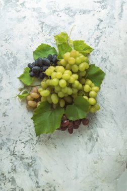 Taze organik üzüm. Lezzetli üzümlerin üst görüntüsü. Bir demet üzüm, üzümlü yeşil yapraklar. Hasat olgunlaştı. Bahçecilik, tarım, üzüm bağları..