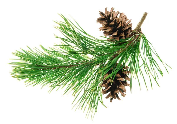 Green Pine Branches Cones Isolated Beautiful Christmas Forest Holiday Decor — Stock Photo, Image