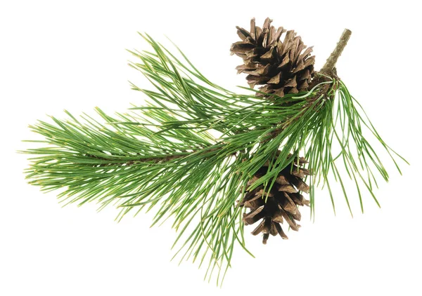 Green Pine Branches Cones Isolated Beautiful Christmas Forest Holiday Decor Stock Image