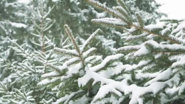 雪が木を覆いました 冬の日でした クリスマス市場でクリスマスツリーを選択します 森の中を歩いている 公園で雪が降った 天気は冬だった ブリザード フォレスト パインブランチと雪 — ストック動画
