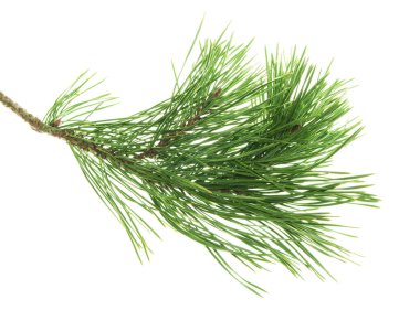 Yeşil kozalaklı çam dalları. İzole. Güzel Noel ormanı tatil dekorasyonu. İlaçlar birçok hastalığı tedavi etmek için kullanılır. Yeni yıl. Doğa. Doğal dekorasyon. Çelenk. Çelenk