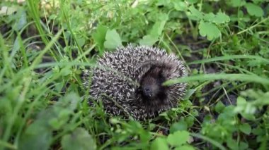 Güneşli bir günde savunma pozisyonunda korkmuş dikenli kirpi. Küçük kirpi düşmanlarını korkutmak için kıvrıldı. Doğanın doğal ortamında yaşayan genç ve güzel kirpi..