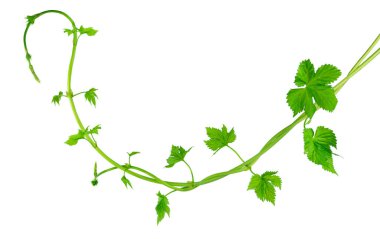 Hop branches with green leaves, for sale, advertising, floral design and decor. Isolated. Fresh hop tendrils. Fresh green hops branch , on a white background. Hop cones with leaf. Organic Hop Flowers