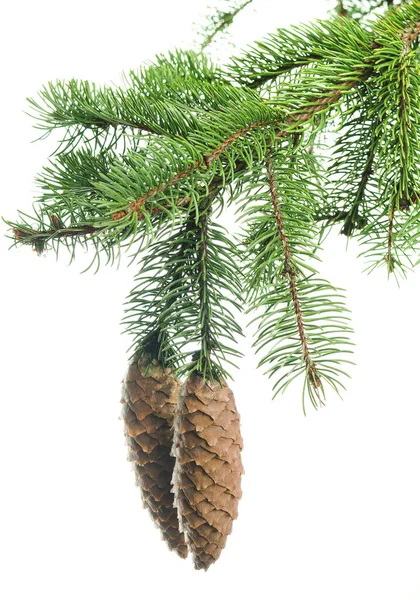 Pine Branches Cones Beautiful Forest Coniferous Branch Winter Decor Decor — Stock Photo, Image