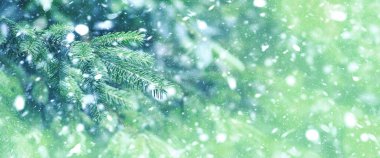 Karlı ve bulanık bir Noel arkaplanı. Mutlu Noeller ve yeni yıl tebrik kartı. Donmuş kış ormanı. Noel ağacının karla kaplı dalları. Yakın plan..