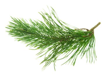 Pine branches with cones isolated without shadow. Beautiful natural decor.Christmas. New year. Pine branches. Forest. Herbal medicine. Fir twigs. Winter holiday. Christmas background concept.