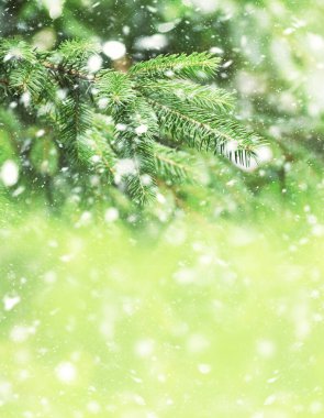 Karlı ve bulanık bir Noel arkaplanı. Mutlu Noeller ve yeni yıl tebrik kartı. Donmuş kış ormanı. Noel ağacının karla kaplı dalları. Yakın plan..