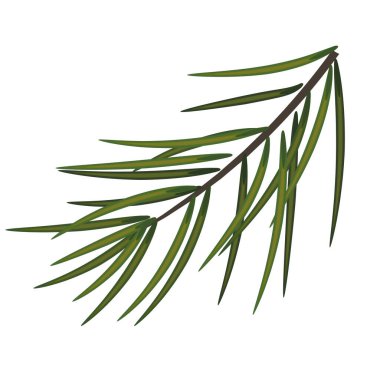 Çam ağacı ya da firavun ağacı dalı. Noel dekoru. Firavun kolu. Yeni yıl. İlaç bitkileri. Ladin dalı. Yeşil çam ağacının gerçekçi dalı. İğneli dal. Vektör. Eps 10.