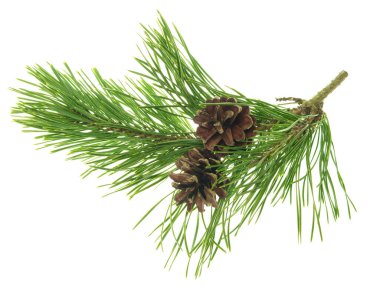 Gölgesi olmayan kozalaklı çam dalları. Çok güzel doğal bir dekor. Noel. Yeni yıl. Çam dalları. Orman. Bitkisel ilaçlar. Firavun dalları. Kış tatili Noel arkaplanı kavramı.