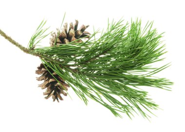 Spruce Twigs. Kozalaklı Ağacın Yeşil İğne Dalı. Kozalaklı fidan dalı. Noel ağacının yeşil dalı. İzole edilmiş. Şölen dekoru. Doğa ayrıntılarda gizlidir. Konili Noel ağacı. Çam.