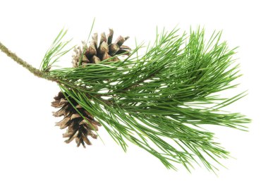 Spruce Twigs. Green Needle Branch of Coniferous Tree. Fir branch with cones. Green branch of a Christmas tree. Isolated. Festive decor. Nature is in the details. Christmas tree with cones. Pine. clipart