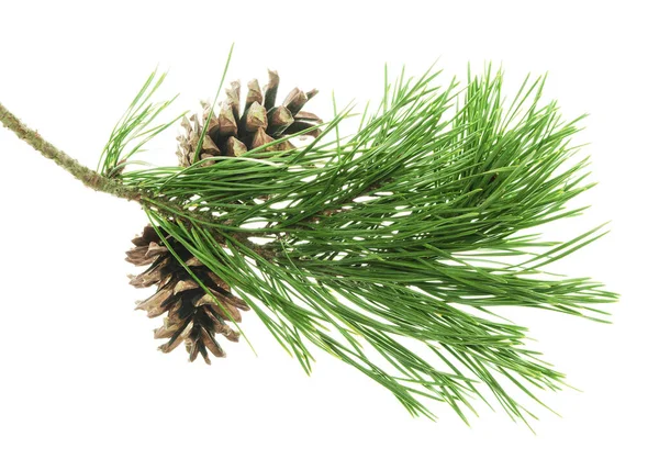 Spruce Twigs. Kozalaklı Ağacın Yeşil İğne Dalı. Kozalaklı fidan dalı. Noel ağacının yeşil dalı. İzole edilmiş. Şölen dekoru. Doğa ayrıntılarda gizlidir. Konili Noel ağacı. Çam.