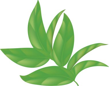 Yeşil yapraklar. Bahçe yaprağı Botanik orman bitkileri ya da ağaç yaprakları. Eps 10. Yeşil Yaprak Vektör Simgeleri, yeşil yaprak ekoloji doğa unsuru, vektör simgesi.