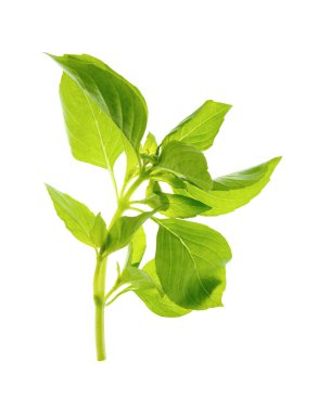 Akdeniz diyeti için taze yaz baharatları ve baharatları. Yeşil fesleğen. Beyaz arka planda sağlıklı vejetaryen yemekleri. Aşçılık konsepti. Gölgesiz izole edilmiş..