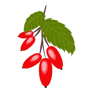 Gül bitkisinin gül kalçası meyvesi. Gül haw veya gül hepatit, tipik kırmızı-turuncu renk. Dal üzerinde gül kalçası ve düz stil vektör illüstrasyonları. Eps 10..