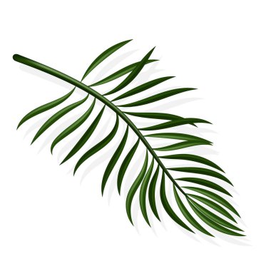 Gölgeli yeşil yaz tropik egzotik yaprakları. Poster, web, el ilanları, davetiyeler, kartpostallar için arka planda gölgesi olan tasarım ögesi. Seyahat ve yaz konsepti. Satış ve gezi. Eps 10.