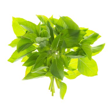 Taze yeşil fesleğen otu. Gölgesi olmadan izole edilmiş. Beyaz arka planda izole edilmiş taze fesleğen yaprakları. Yeşil fesleğen çalısı. 