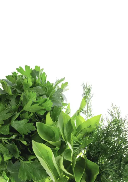 Fresh organic herbs, isolated on white. Vegan veggies diet food. Basil, herb and dill, parsley, cilantro, cooking concept. Isolated without shadow.