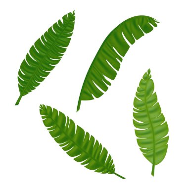 Vektör tropikal yaprakları ayarladı. Orman yaprağı fildişi, areca palmiyesi, kraliyet eğreltiotu, tesisat ve muz, hindistan cevizi palmiyesi. Yazın tropikal cennet reklamları için illüstrasyon. 10 Eps.