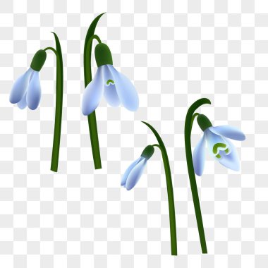 İlk bahar çiçekleri. Hassas beyaz kar damlaları. Tasarımın için kardelen çiçekleri. Çiçekli bahar sezonu tasarımı için farklı elementler. Eps 10