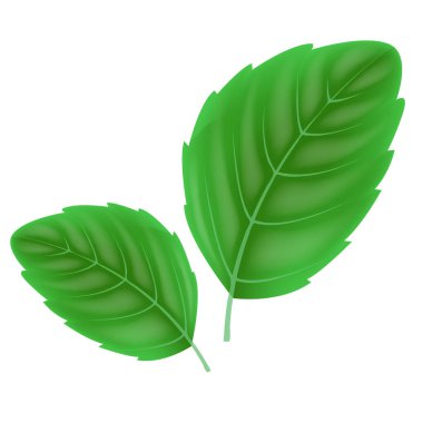 Gerçekçi çay yaprakları. Kök büyümesi olan yalıtılmış yeşil yapraklar, şeffaf arkaplanda 3 boyutlu eşleşen biyo bitkisel fesleğen, taze yeşil çay illüstrasyonu, Eps 10