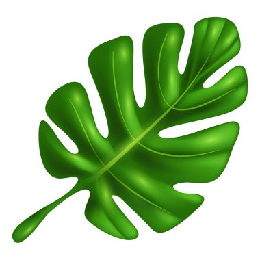 Tropikal palmiye yaprakları seti, vektör illüstrasyonu beyaz arka planda izole edilmiş. Monstera, muz, palmiye ağaçları, orman, tropikal orman tasarım elementleri. Moda Yaprak ikonu tasarım şablonu. Eps 10