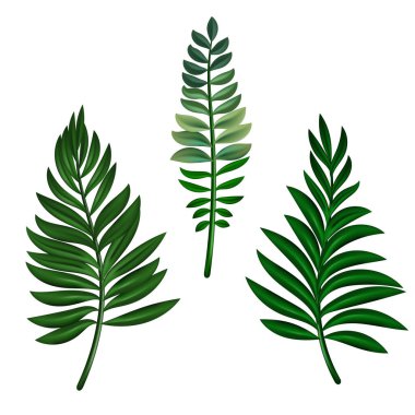 Vektör tropikal yaprakları ayarladı. Orman yaprağı fildişi, areca palmiyesi, kraliyet eğreltiotu, tesisat ve muz, hindistan cevizi palmiyesi. Yazın tropikal cennet reklamları için illüstrasyon. 10 Eps.