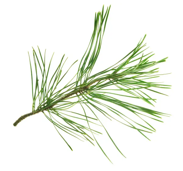 Spruce Twigs. Kozalaklı Ağacın Yeşil İğne Dalı. Kozalaklı fidan dalı. Noel ağacının yeşil dalı. İzole edilmiş. Şölen dekoru. Doğa ayrıntılarda gizlidir. Konili Noel ağacı. Çam.
