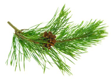 Pine branches with cones isolated without shadow. Beautiful natural decor.Christmas. New year. Pine branches. Forest. Herbal medicine. Fir twigs. Winter holiday. Christmas background concept.