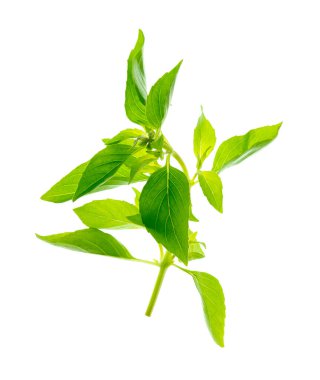 Taze yeşil fesleğen otu. Gölgesi olmadan izole edilmiş. Beyaz arka planda izole edilmiş taze fesleğen yaprakları. Yeşil fesleğen çalısı. 