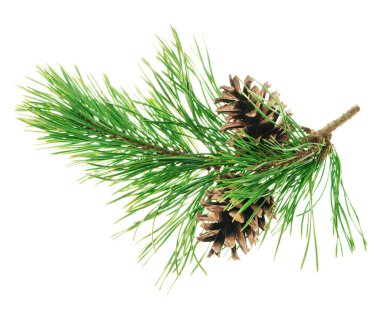 Spruce Twigs. Kozalaklı Ağacın Yeşil İğne Dalı. Kozalaklı fidan dalı. Noel ağacının yeşil dalı. İzole edilmiş. Şölen dekoru. Doğa ayrıntılarda gizlidir. Konili Noel ağacı. Çam.
