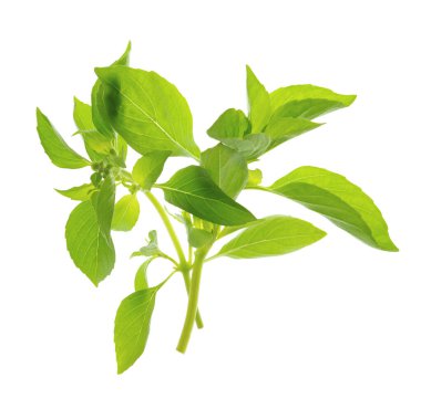 Akdeniz diyeti için taze yaz baharatları ve baharatları. Yeşil fesleğen. Beyaz arka planda sağlıklı vejetaryen yemekleri. Aşçılık konsepti. Gölgesiz izole edilmiş..