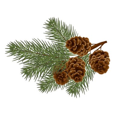 mevsimlik sonbahar kozalakları. Sonbahar ya da sonbahar, sezon, çam kozalakları dikenli bir köknar ağacının dalında asılı, vektör karikatür çizimi. Eps 10.