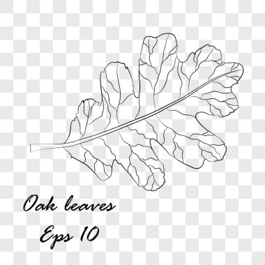 Sonbahar yaprakları ya da yaprak dökümü simgeleri. İzole edilmiş bir meşe yaprağı seti. Mevsimsel bayram tebrik kartı tasarımı için sonbahar yaprakları dökülüyor. Meşe yaprakları. kontur, gradyan. Eps 10