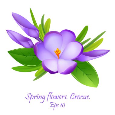 Crocus 'a yakın çekim. Çiçekler açan Crocus çiçekleri. İlkbahar kokulu çiçek ve yeşil çimenler. Parlak çiçek kompozisyonu, buket. Baharın nazik sembolü. Eps 10