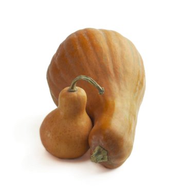 Balkabağım. Sonbahar yemekleri geçmişi. Şükran Günü ve sonbahar tatilleri için balkabağı, elmalı turta ve kurabiye pişiriyorum. Olgun turuncu balkabakları ve yarımlar. Beyazlar üzerinde izole edilmiş. Teşekkürler. Cadılar Bayramı. Doğal yiyecek..