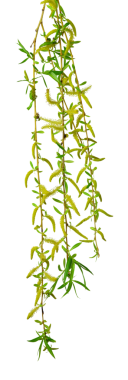 Spring willow branches. Pussy willow twigs. Spring willow tree in bloom. on transparent without shadow. PNG