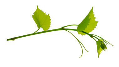 Taze yeşil üzüm dalı yaprakları. Yeşillik. Asma dalı şeffaf, png. Yapraklı taze üzüm dalları. Yaz doğası