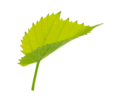 Şeffaf yaprakları ve dalları olan yeşil bir dal, png... yaz ve bahar doğası. Sebzelerin sonbahar hasadı. Kart yapımı, baskılar, tekstil örnekleri için. Üzüm yaprakları dalları