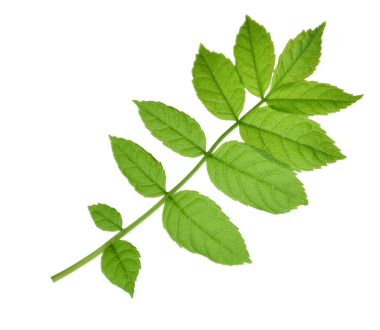 Sambucus racemose. Yeşil yaprak. Şeffaf, png üzerinde yalıtılmış bırakır. Tasarım için yapraklar. Mürver yaprağı