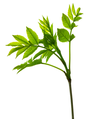 Kozmetik ürünleri ya da güzellik ürünleri pazarlamak için botanik öğesi. Mürver yaprağı. Bahar yeşillikleri. Şeffaf olarak izole edildi, png