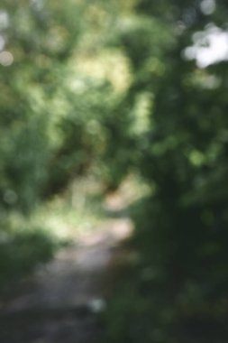 Bulanık arka plan yeşil bahçe doğa parlak güneşli orman. Baharda açık hava parkı güneş ışığıyla parlayan parlak bir şablon. Bulanık arkaplan pankart kopyalama alanı.